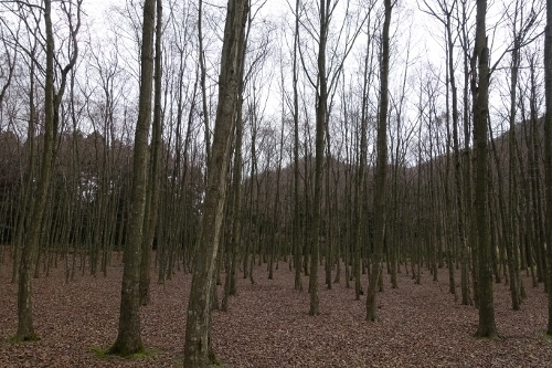 DSC07103 (500x333).jpg