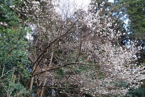 DSC07134 (500x333).jpg