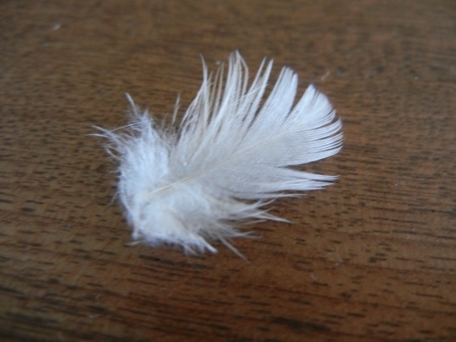 DSCN0375 (500x375).jpg